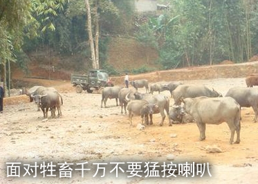 驾车途经农村道路请牢记这十个驾驶窍门